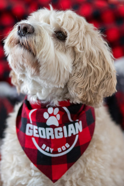 GBAY DOG BANDANA